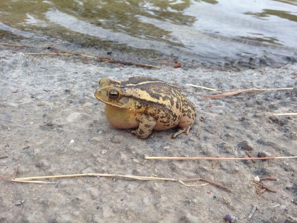 Help! I stepped on a frog